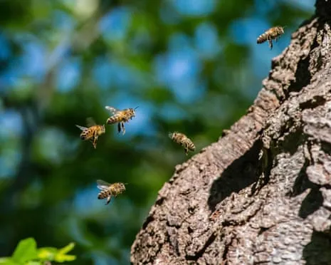 Why Protecting Honeybees Might Negatively Affect Other Bee Species